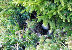Pulli di fagiano di monte 1
